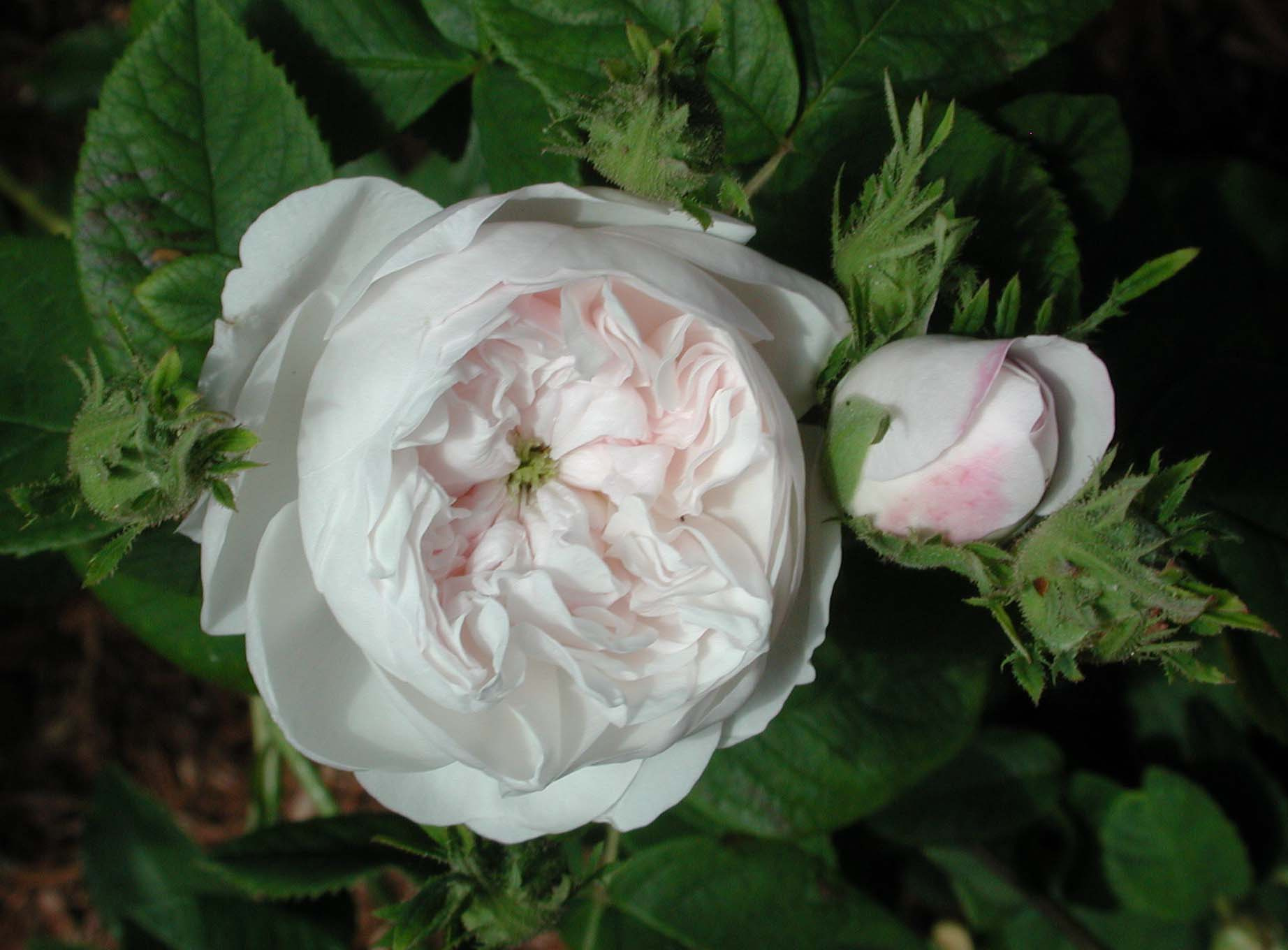 Mme Hardy Palatine Fruit & Roses