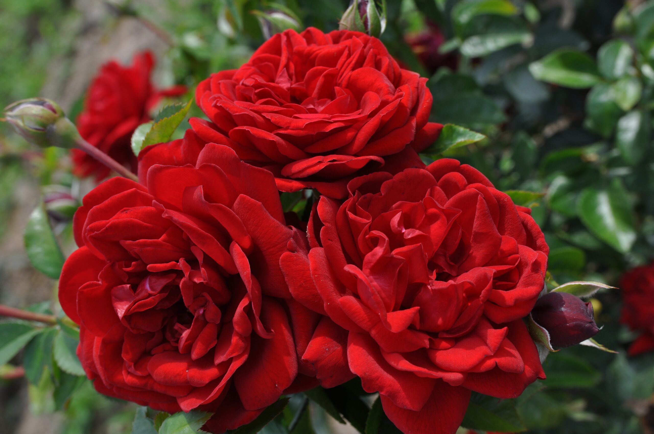 Desmond Tutu™ Sunbelt® rose - Palatine Fruit & Roses