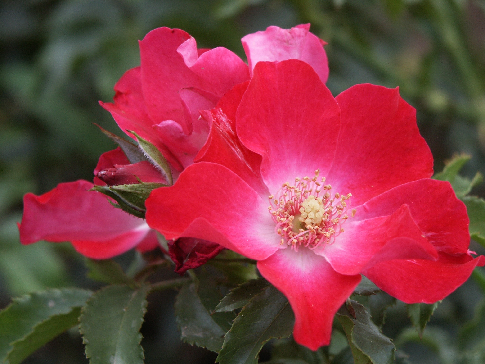 dortmund-rose-palatine-fruit-roses