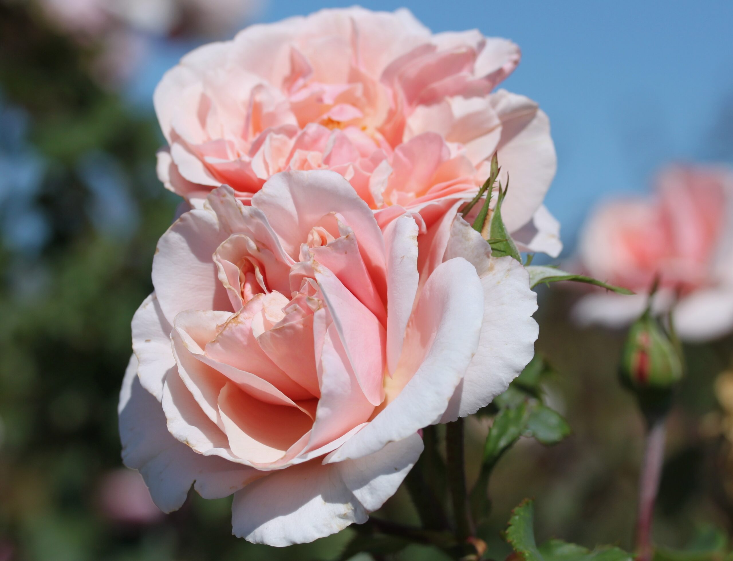 Roses Eifelzauber™ Fruit - & rose Palatine