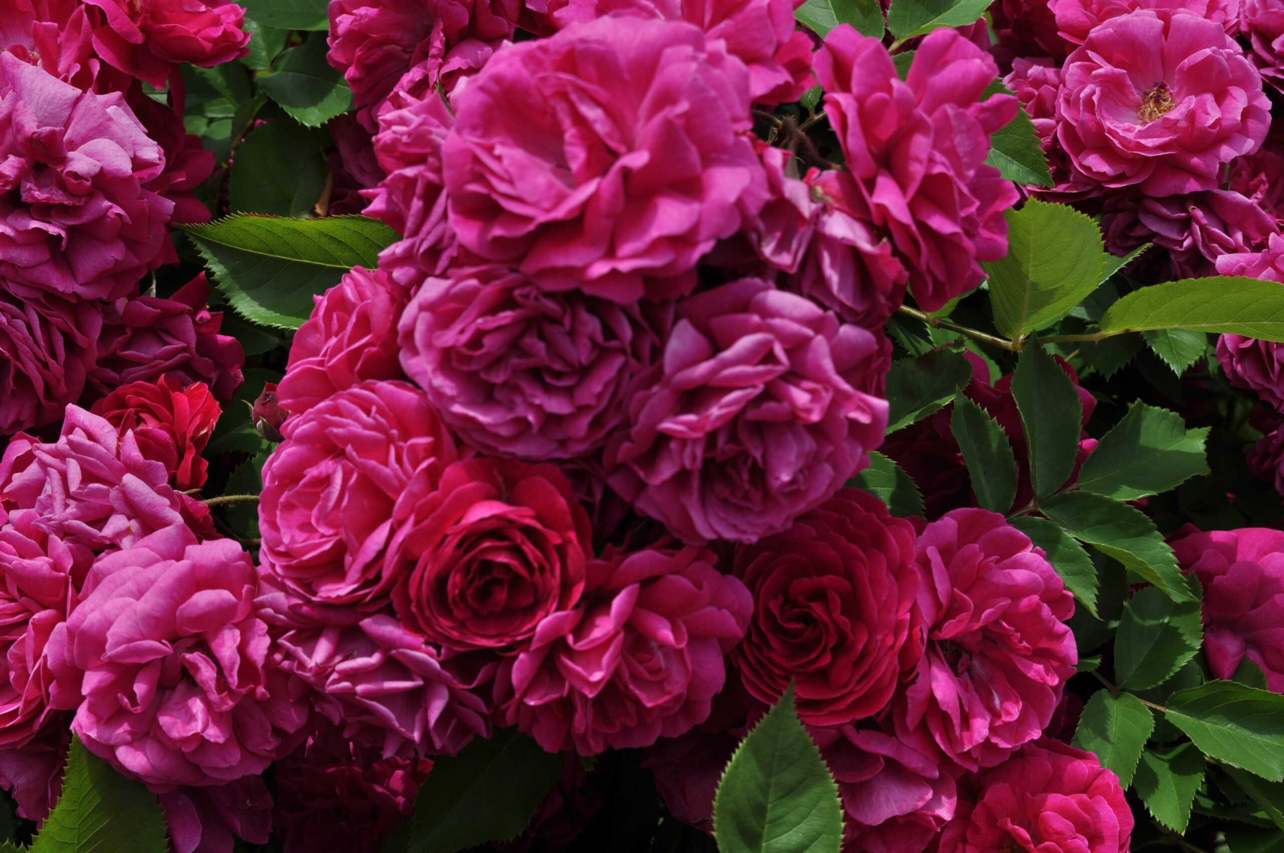 Geschwind\'s Schönste rose & Palatine Fruit Roses 