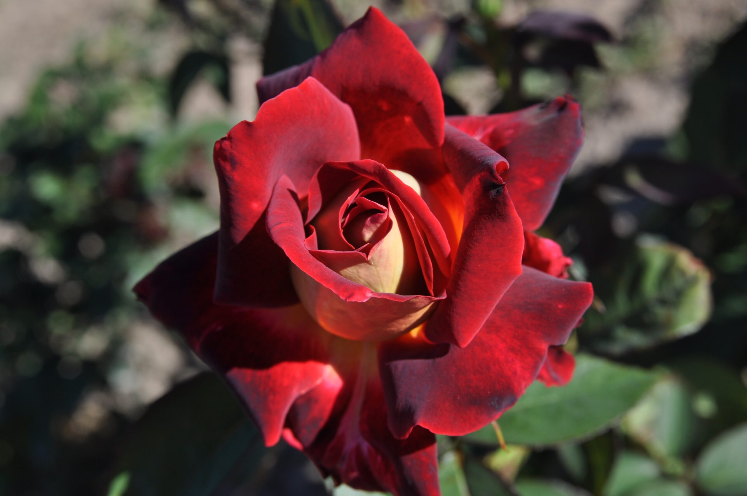 Monte Carlo Country Club® rose - Palatine Fruit & Roses