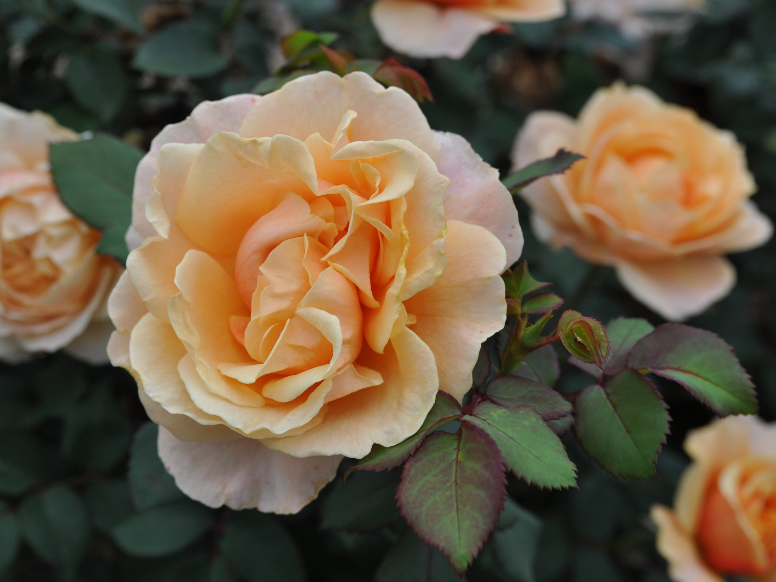 Peach Perfection rose - Palatine Fruit & Roses