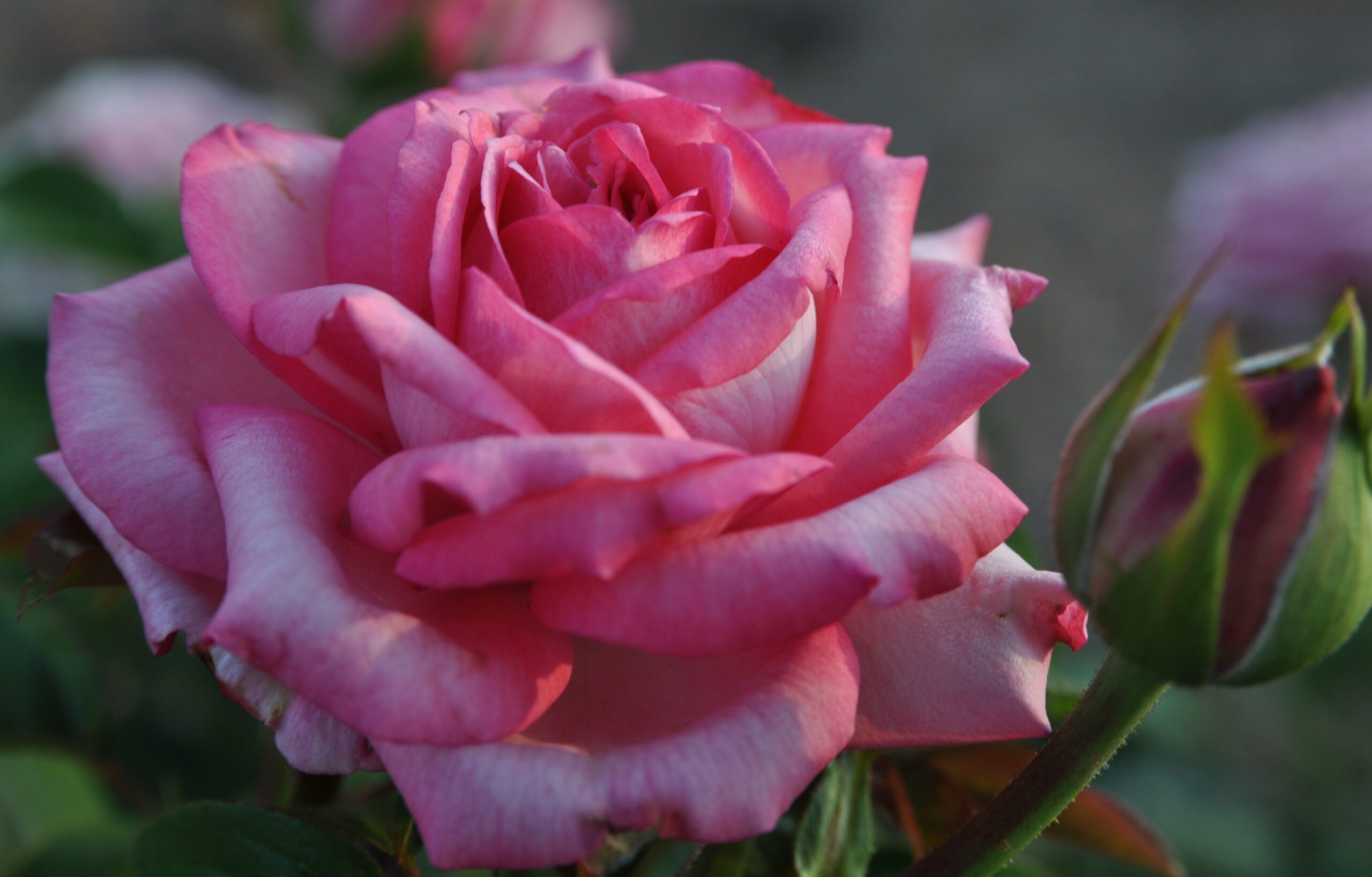 La Perla™ rose- Palatine Fruit & Roses