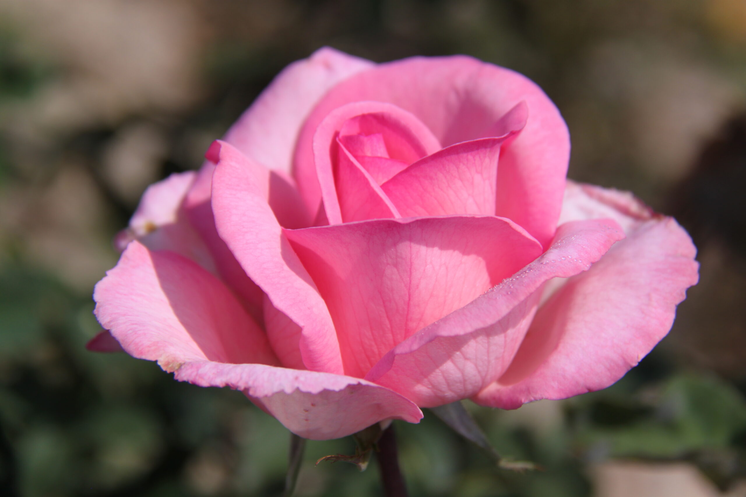 Sweet Beauty™ rose - Palatine Fruit & Roses