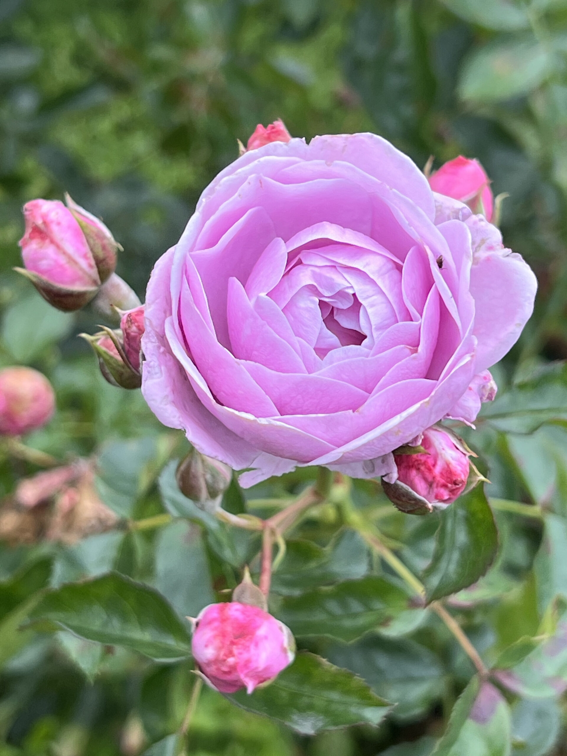 Nautica® rose - Palatine Fruit & Roses